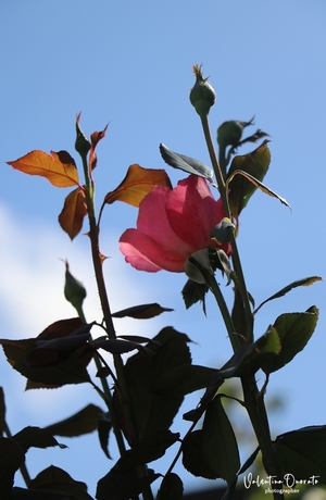 Scenari 4/8